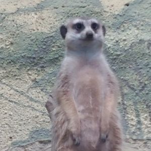 Meet your Posher, Annemarie